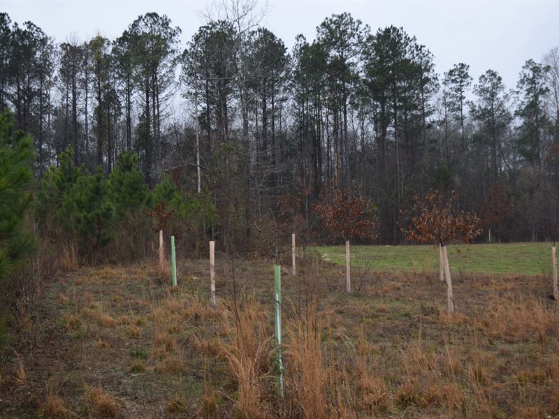 Pretty Outdoorsman's Timber Propert : Dawson : Webster County : Georgia
