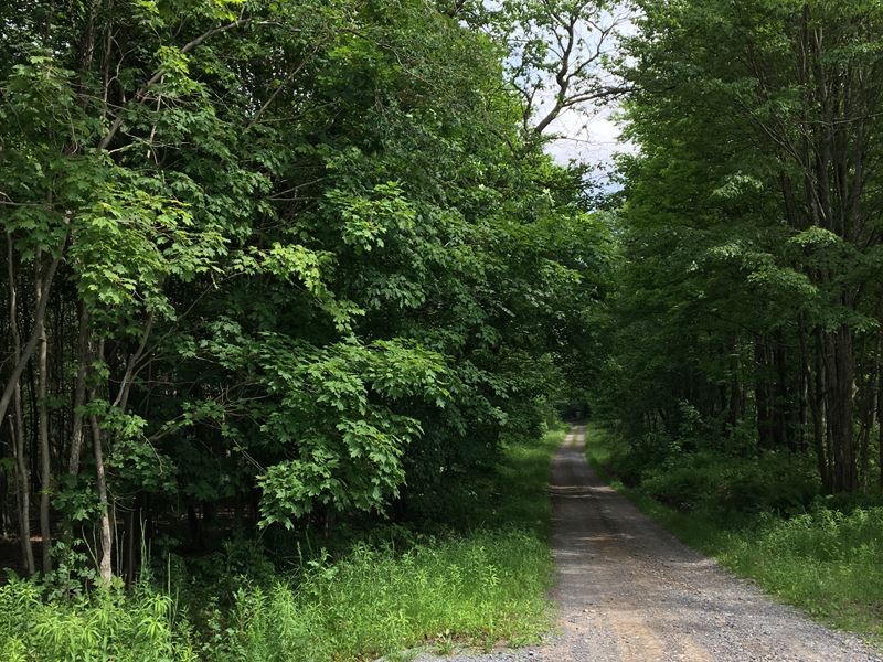 Borders East Osceola State Forest : Osceola : Lewis County : New York