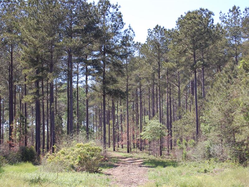 Doerun Timber : Doerun : Colquitt County : Georgia