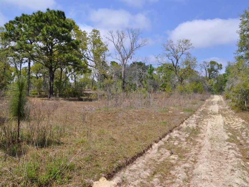 Annutteliga Hammock Tract 2 : Weeki Wachee : Hernando County : Florida