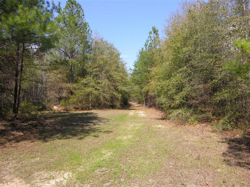 314.9 Acres Wooded, Creek : Lumpkin : Stewart County : Georgia