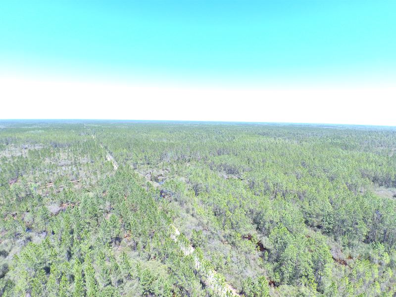 60 Acres for Hunting : Mayo : Taylor County : Florida