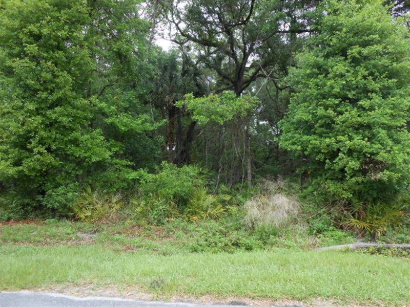 Nice Lot Just Reduced 771790 : Chiefland : Levy County : Florida