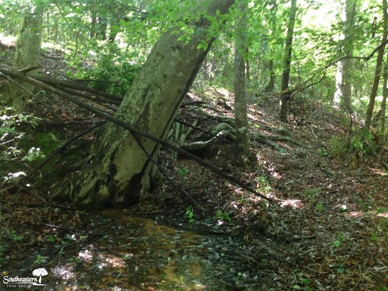 18.1 Acres Hunting Land : Marion : Perry County : Alabama