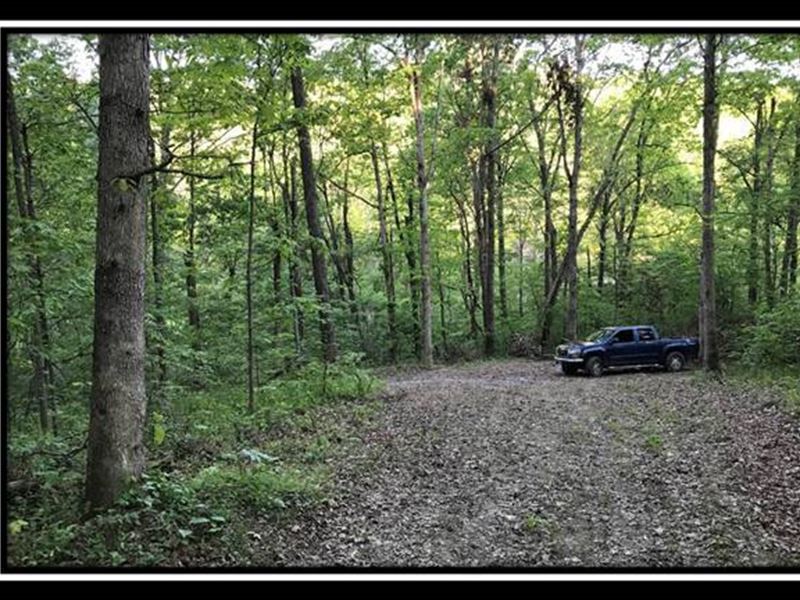10 Acres Mature Open Canopy Woods : South Webster : Scioto County : Ohio