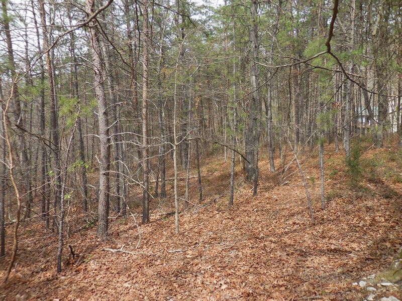 Beautiful Wooded Building Lot : Front Royal : Warren County : Virginia