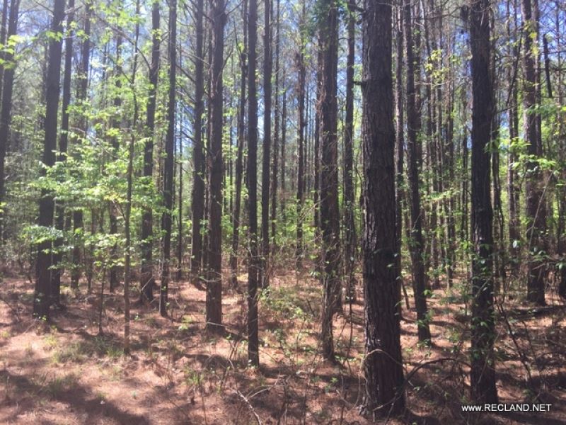 11 Ac - Pine Plantation Ready To Th : Strong : Union County : Arkansas