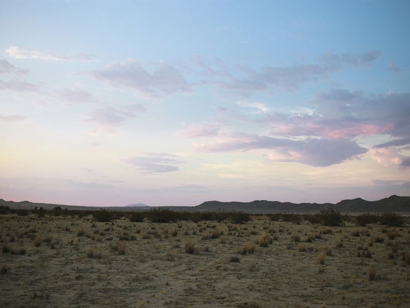 Morning Sunrise in The Desert : Joshua Tree : San Bernardino County : California