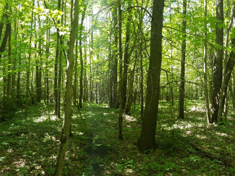 Bethel Road Forest : Steuben : Oneida County : New York