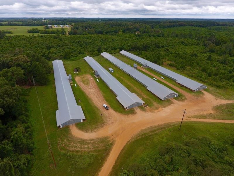 4 House Broiler Farm On 20 Acres, D : Downsville : Union Parish : Louisiana