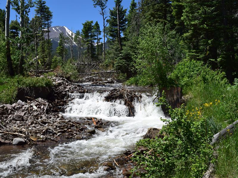 Colorado Creek and Trophy Elk : Westcliffe : Custer County : Colorado