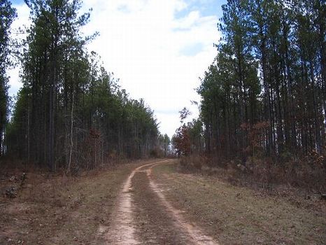226 Ac- Turnkey - Sold : Toomsboro : Wilkinson County : Georgia