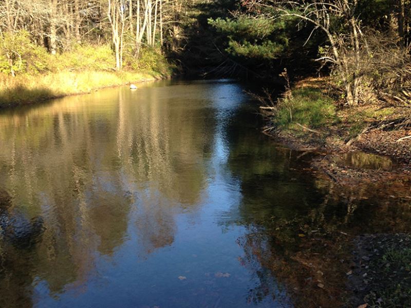 60 Acres Timber & Farmland 2 Ponds : Greene : Chenango County : New York