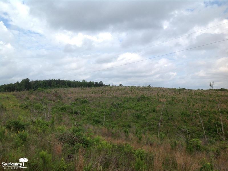 127 Acres Hunting & Young Pines : Marion : Pickens County : Alabama
