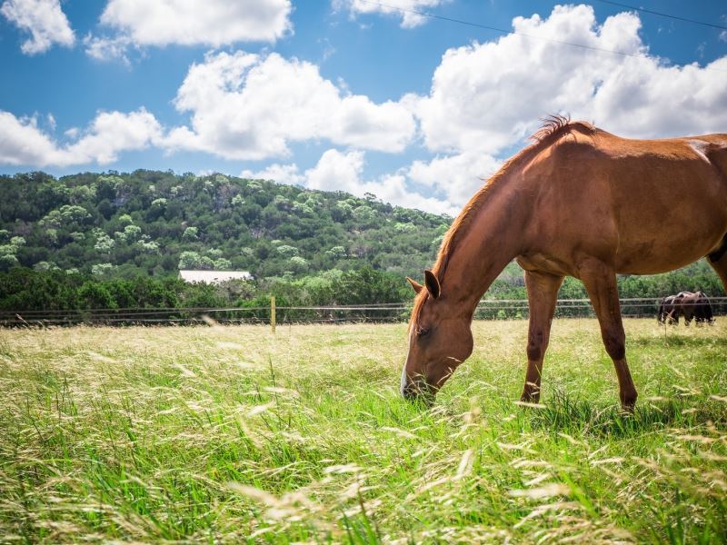 Texas Equestrian Ranch : Kerrville : Kerr County : Texas