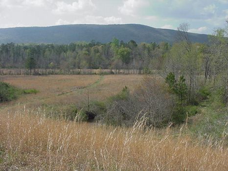 100ac Talladega Forest/Cheaha : Lineville : Clay County : Alabama