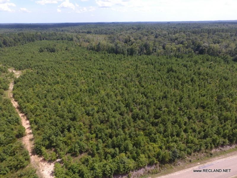 60 Ac - Timberland for Rural Home : Calhoun : Ouachita Parish : Louisiana