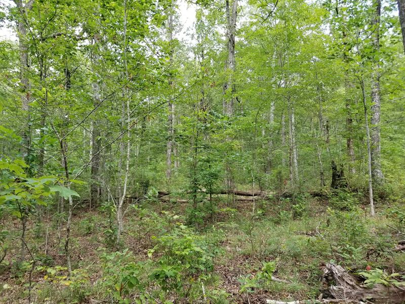 5.13+/-Acres with Beautiful Views : Sewanee : Marion County : Tennessee