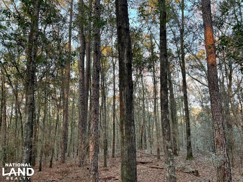 Semmes Woods Pollard Road Tract : Semmes : Mobile County : Alabama