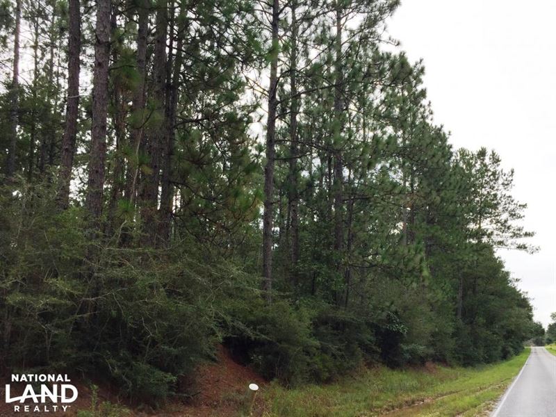 Timberland Investment Tract Near Po : Poplarville : Pearl River County : Mississippi