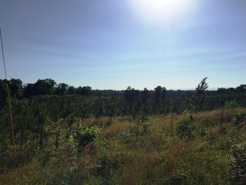 Balom Hayes Road Tract, Tract 1570 : Parsons : Decatur County : Tennessee
