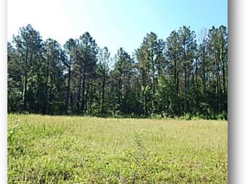 270 Acres in Madison County : Canton : Madison County : Mississippi