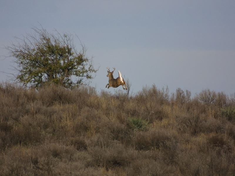 Red River Hunting : Davidson : Tillman County : Oklahoma