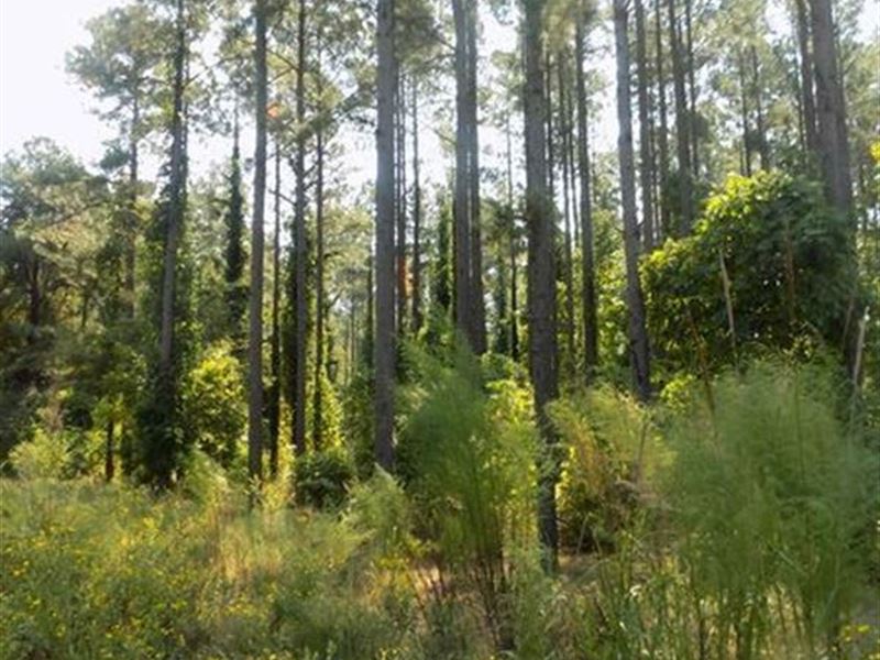 Carolina Timber Land with Creek : Chesterfield : Chesterfield County : South Carolina