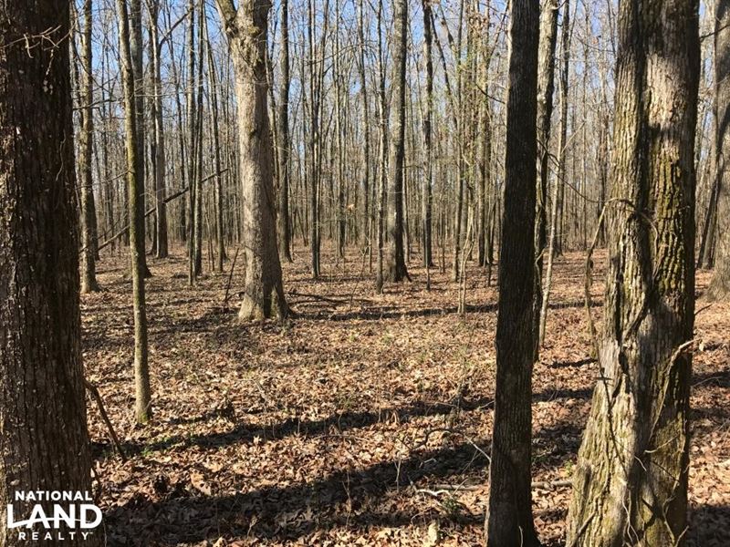 Payne Field Mature Hardwoods and CR : West Point : Clay County : Mississippi