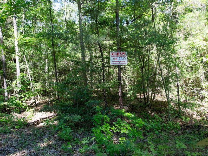 Rayburn Country Tract 167 : Browndell : Jasper County : Texas