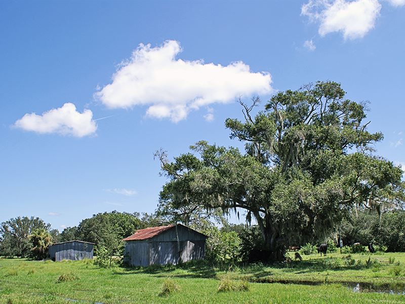 Pollywog Creek Ranch : Labelle : Glades County : Florida