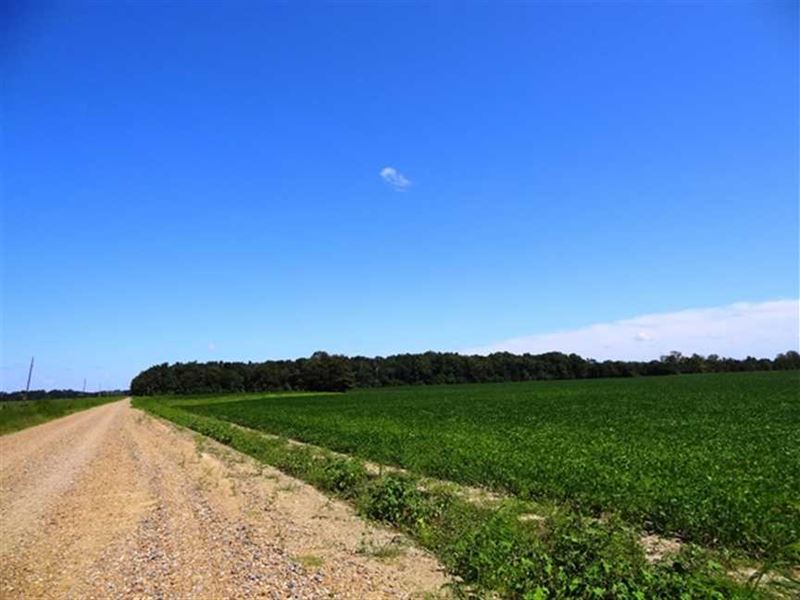 40 Acre Farm Near Cache River Land for Sale in Cotton Plant, Woodruff
