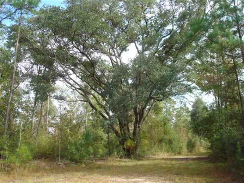 61.5 Acres Hunting & Timber LA : Picayune : Pearl River County : Mississippi