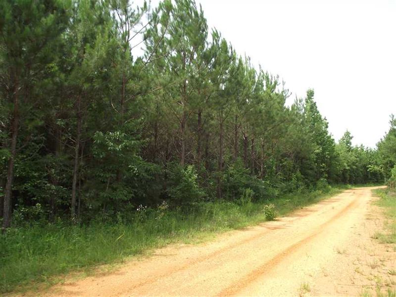 Recreational Tract 470 Acres fo : Marion : Perry County : Alabama