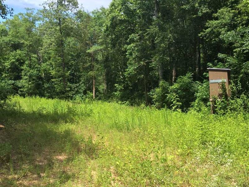 66 Acres Located Just North of : Gordo : Pickens County : Alabama