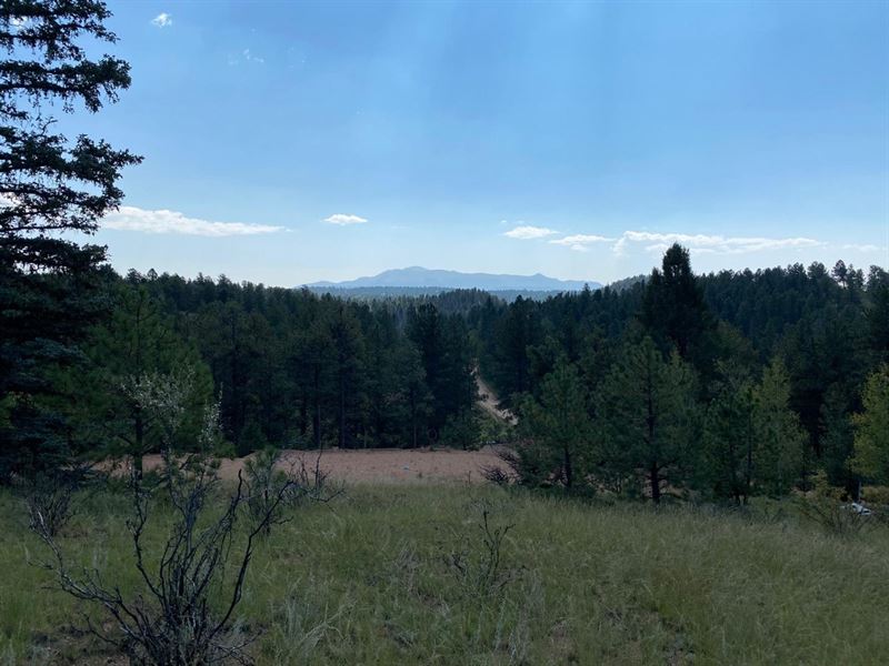 Chipeta Creek Trail : Florissant : Teller County : Colorado