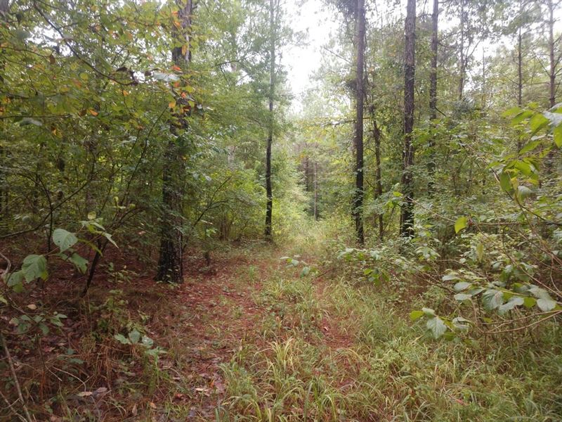 Minline, Farris Tract, Union Paris : Farmerville : Union Parish : Louisiana
