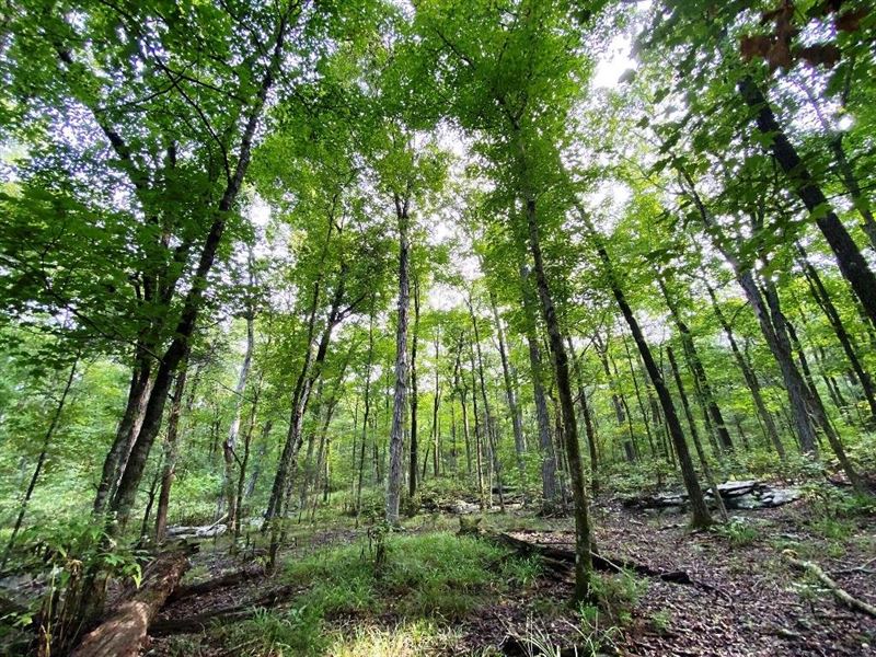 Hampton Cove Mtn Tract : Owens Cross Roads : Madison County : Alabama
