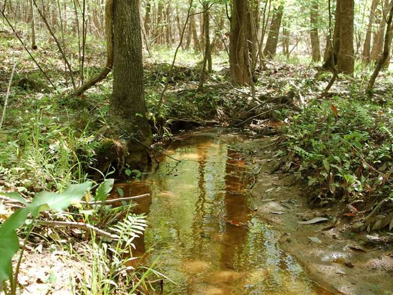 Your Own Private Hunting Retreat : Troy : Pike County : Alabama