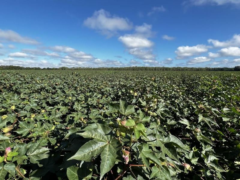 Marks Mississippi Cotton Farm : Marks : Quitman County : Mississippi