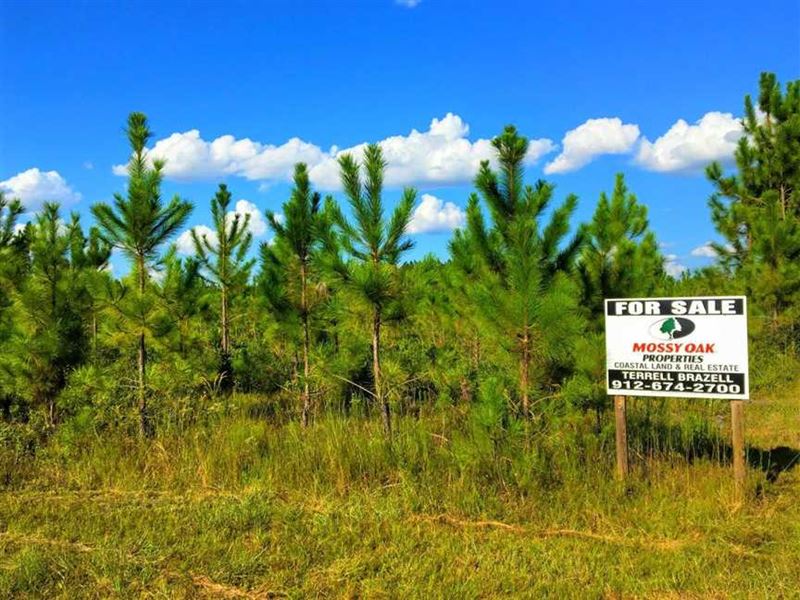 50 Acres Land For Sale in Chalrton Land for Sale in Saint