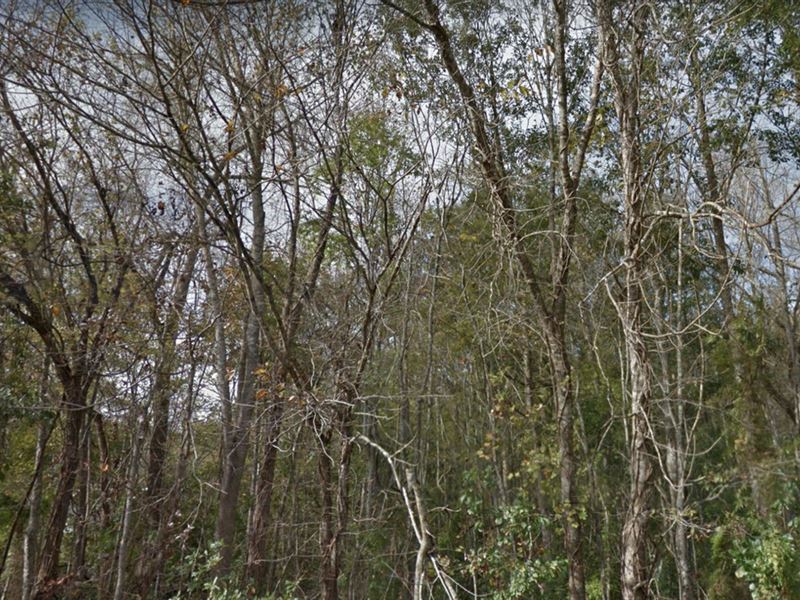 Little Bethel Bayou Tract, St Mary : Patterson : Saint Mary Parish : Louisiana