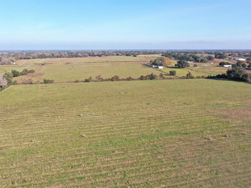 Hallettsville Olive Farm : Hallettsville : Lavaca County : Texas