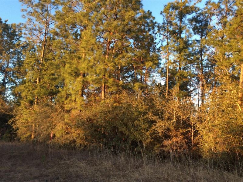 Doles Lane Tract, Beauregard Parish : Merryville : Beauregard Parish : Louisiana