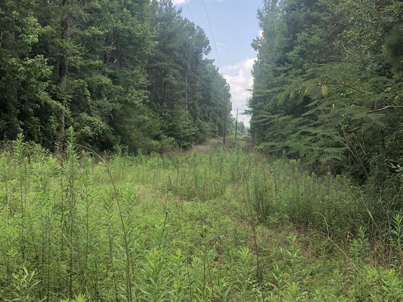 9.1 Acres Planted Pines : Rusk : Cherokee County : Texas