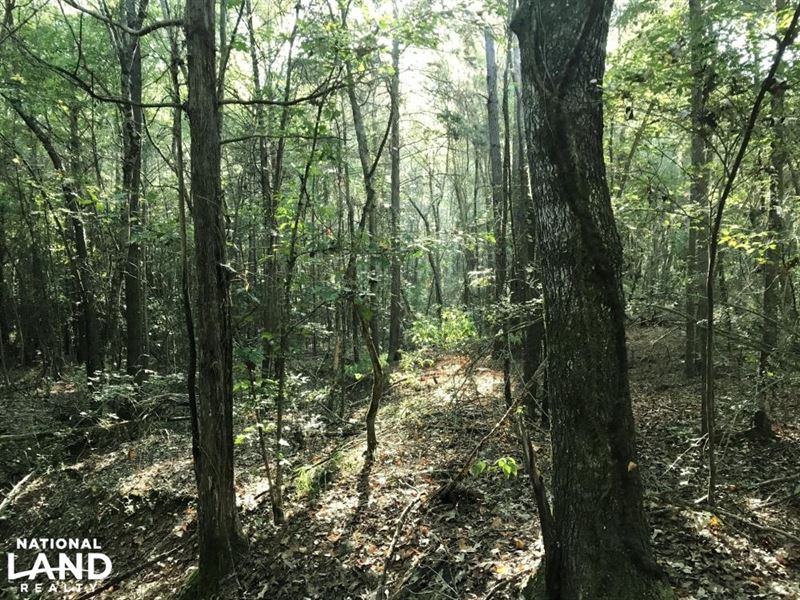 Bostic Road Hunting, Timber, and We : Gordo : Pickens County : Alabama