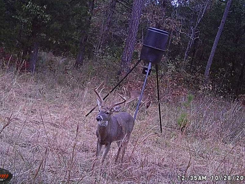 New Wildlife Pics Added, 163.6 : Mountain Home : Baxter County : Arkansas