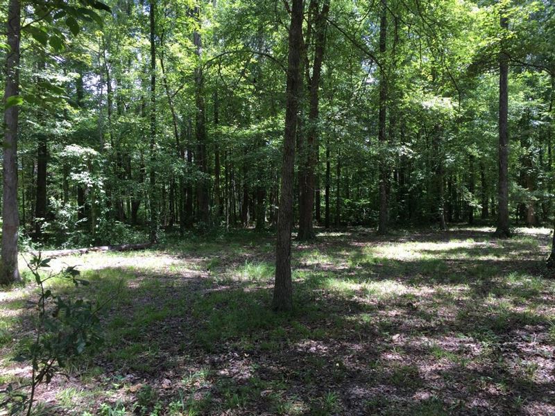 Bayou DE Loutre Lot, Union Parish : Farmerville : Union Parish : Louisiana