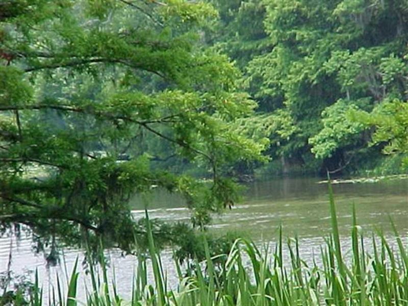 Sandy Creek Tract, Vernon Parish, 1 : Anacoco : Vernon Parish : Louisiana