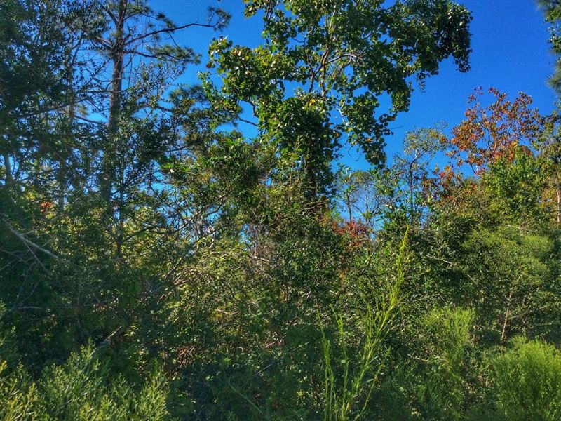 Mouth of The Creek Tract, Beauregar : Merryville : Beauregard Parish : Louisiana